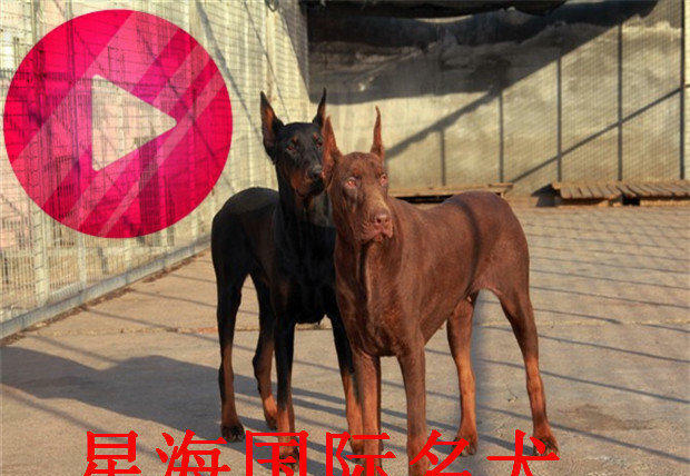 杜宾犬、杜宾、杜宾幼犬    